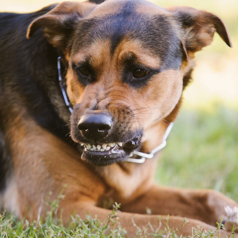 Aggression entspannt begegnen Hundeschule Kassel